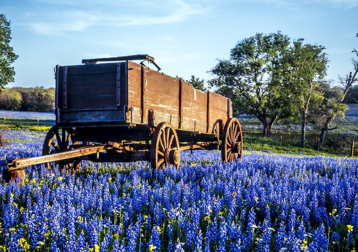 bluebonnet-flower-wagon_as-190165341